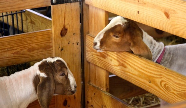 LaPorte County Fair 2013